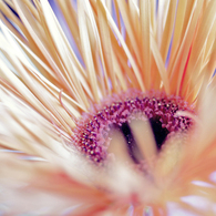 Flower３