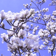 春の花’１３＾ー２