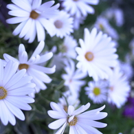 春の花’１３＾ー３