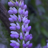 春の花’１３＾ー４