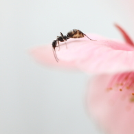生き物写真館　- 花見蟻-
