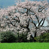 名木の一本桜