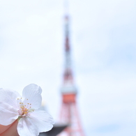東京タワー来たよ☆