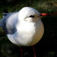 睨む鳥