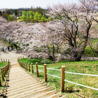 さきたま古墳公園