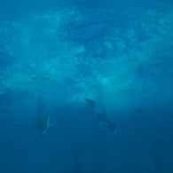 DIVE!