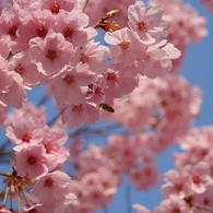 蜂と桜