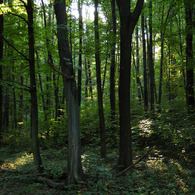 deep forest