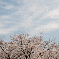花見日和