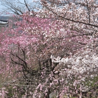 桜-09