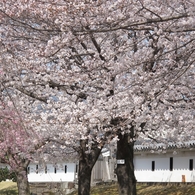 桜-10
