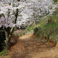 さくら道