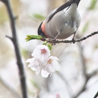 おしり