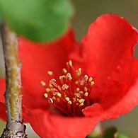 木瓜の花