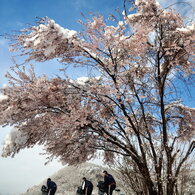 桜「吹雪」の朝