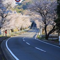 大草の桜並木