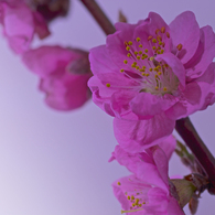 桃