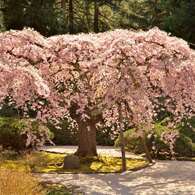 桜-ポートランド2013-05