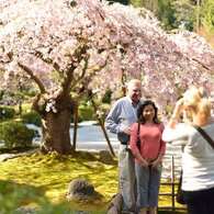 桜-ポートランド2013-06