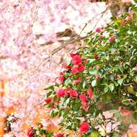 桜-ポートランド2013-07