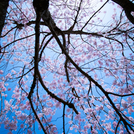 桜、見上げれば青空。