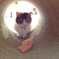 トンネルと三毛猫その2