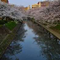 松川べりの桜