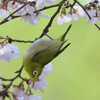 うぐいす色の春