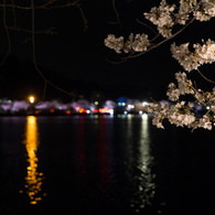 水戸の桜まつり 千波湖畔の桜ライトアップ