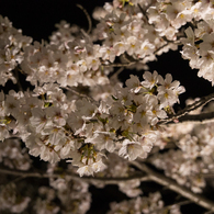 水戸の桜まつり 千波湖畔の桜ライトアップ