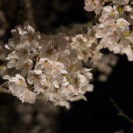 水戸の桜まつり 千波湖畔の桜ライトアップ