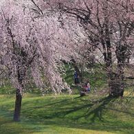 満開桜