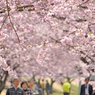 250405-思川桜2