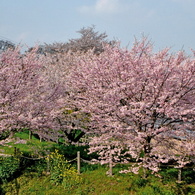 250405-思川桜4