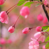 さくらんぼ桜