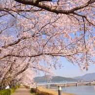 桜木花道。