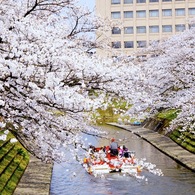 春の川