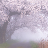 朝霧につつまれて・・・