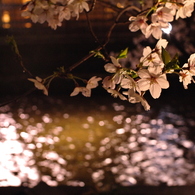 白川の夜桜