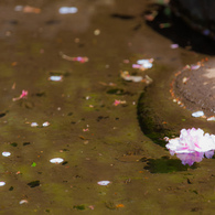 水に浮かぶ花びら