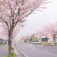 さくら通り