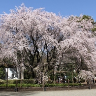 六義園枝垂れ桜