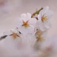 hisa's　Macro。。。cherry blossoms