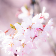 桜息吹