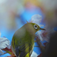 花に埋もれて
