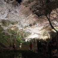 夜桜。高遠城址公園にて。