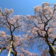 三春滝桜　１