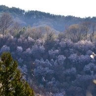 花見山　３