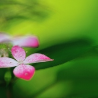 hisa's　Macro。。。Memories of green