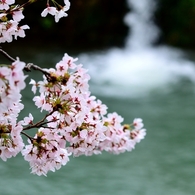 我が郷土に桜あり４